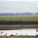 Pissarro-esque, winner of the nature photo contest