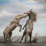 The Nature Conservancy Announces 2018 Global Photo Contest Winners