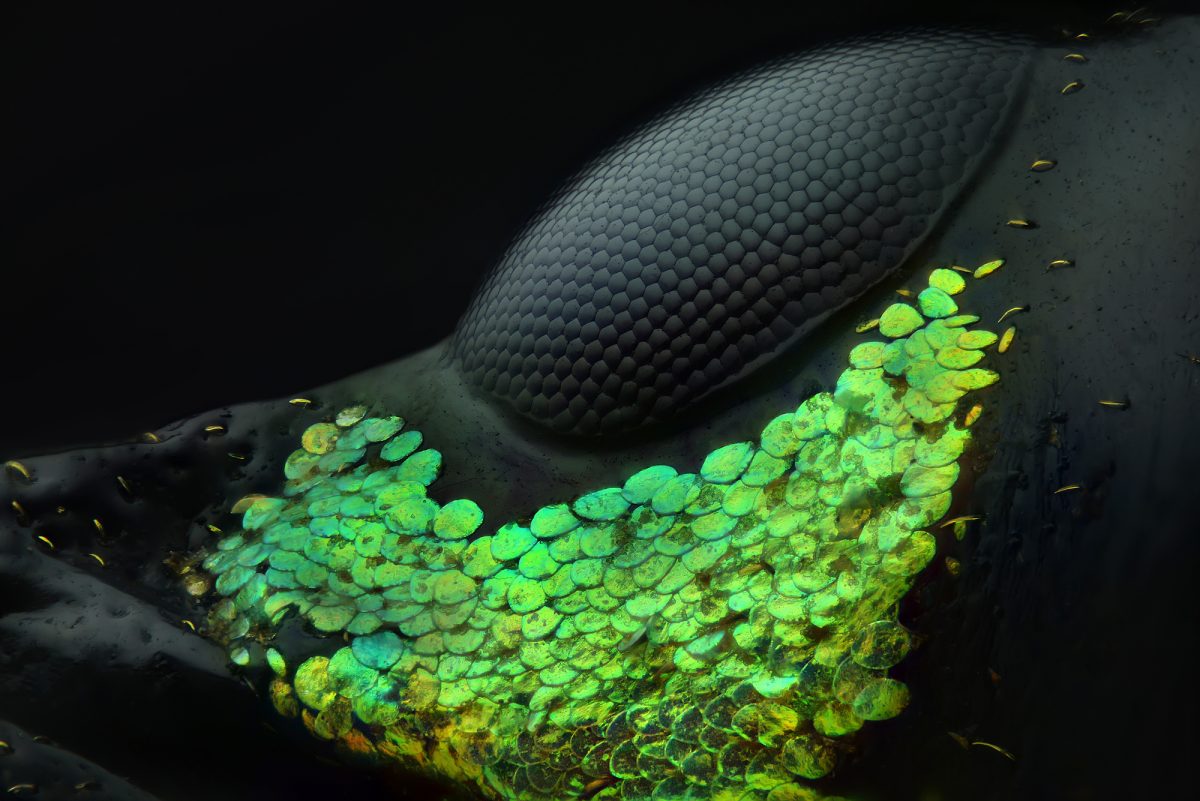 1st Place: Yousef Al Habshi | Abu Dhabi, United Arab Emirates | Eye of a Metapocyrtus subquadrulifer beetle | Reflected Light20x Nikon Instruments