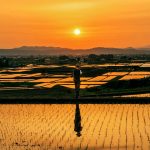 The Grand Prize "Hope for good harvest" Photographer: Cheng Tongjun (From China), Location: Aizuwakamatsu, Fukushima Prefecture, Japan